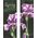 30 x 60 in. Seasonal Banner Bearded Iris-Double Sided Design